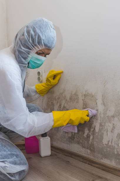Best Post-Construction Mold Inspection  in Fort Mohave, AZ